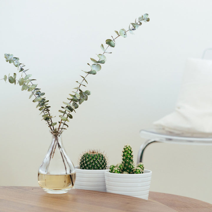 Desk Plant Variety Set